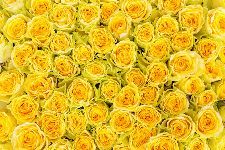 Bild: AP XXL2 - Yellow Roses - 150g Vlies (4 x 2.67 m)