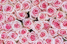 Bild: AP XXL2 - Pink Roses - 150g Vlies