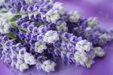 Bild: AP XXL2 - Lavender Bunch - 150g Vlies (4 x 2.67 m)