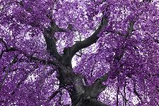Bild: AP XXL2 - Purple Tree - 150g Vlies (2 x 1.33 m)