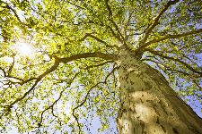 Bild: AP XXL2 - Green Canopy Trees - 150g Vlies (5 x 3.33 m)