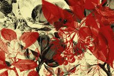 Bild: AP Digital - Botanical Garden - SK Folie (4 x 2.7 m)