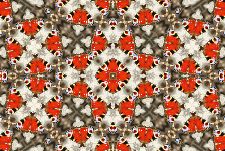 Bild: AP Digital - Flying Peacock - SK Folie (4 x 2.67 m)