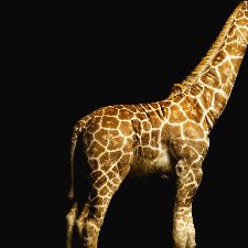 Bild: AP Digital - Giraffe - SK Folie (4 x 2.67 m)