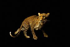 Bild: AP Digital - Leopard - SK Folie (3 x 2.5 m)