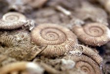 Bild: AP Digital - Fossil - SK Folie (2 x 1.33 m)