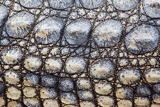 Bild: AP Digital - Croco - SK Folie (4 x 2.67 m)