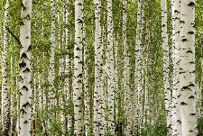 Bild: AP Digital - Birchwood - SK Folie (3 x 2.5 m)