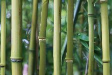 Bild: AP Digital - Bamboo - SK Folie