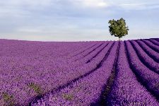 Bild: AP XXL2 - Lavender Field - SK Folie (4 x 2.67 m)