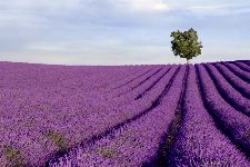 Bild: AP XXL2 - Lavender Field - SK Folie