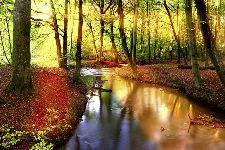 Bild: AP XXL2 - Forest Stream - SK Folie (4 x 2.67 m)