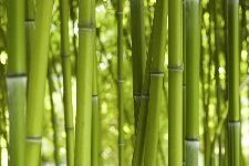 Bild: AP XXL2 - Bamboo In Daylight - SK Folie (3 x 2.5 m)