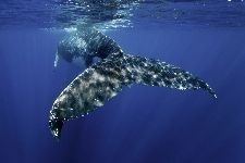 Bild: AP XXL2 - Whale Fin - SK Folie (3 x 2.5 m)