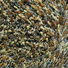 Bild: Teppich Spring (Braun; 140 x 200 cm)