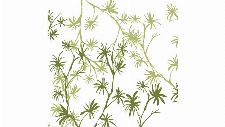 Bild: DM201-1 Branches 270*265