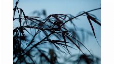 Bild: DM313-4 Leaves 360*265