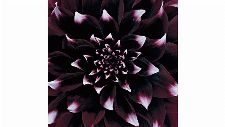 Bild: DM319-1 Dahlia 270*265