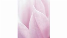 Bild: DM323-2 Tulip 225*265