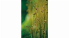 Bild: DM324-2 Fantasy flower 180*265