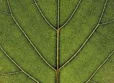 Bild: P0315018 Evergreen hw. 360*265