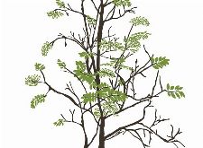 Bild: P0318018 Tender tree 180*265