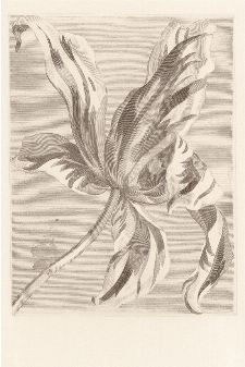 Bild: Eijffinger Fototapete Masterpiece 358117 - Tulip Teyler (Sand)