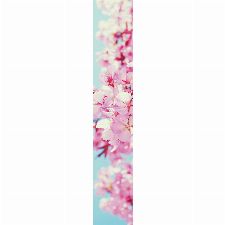 Bild: Accent - ACE67184100 - Duplex Panel: Kirschblüten