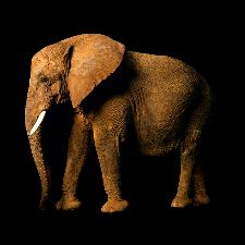 Bild: AP Digital - Elefant Side - 150g Vlies (3 x 3 m)