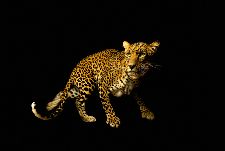 Bild: AP Digital - Leopard - 150g Vlies (2 x 1.33 m)