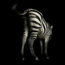 Bild: AP Digital - Zebra - 150g Vlies (3 x 2.5 m)