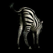Bild: AP Digital - Zebra - 150g Vlies (2 x 1.33 m)